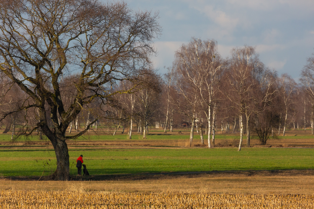 Lauteracherried im Jänner 54